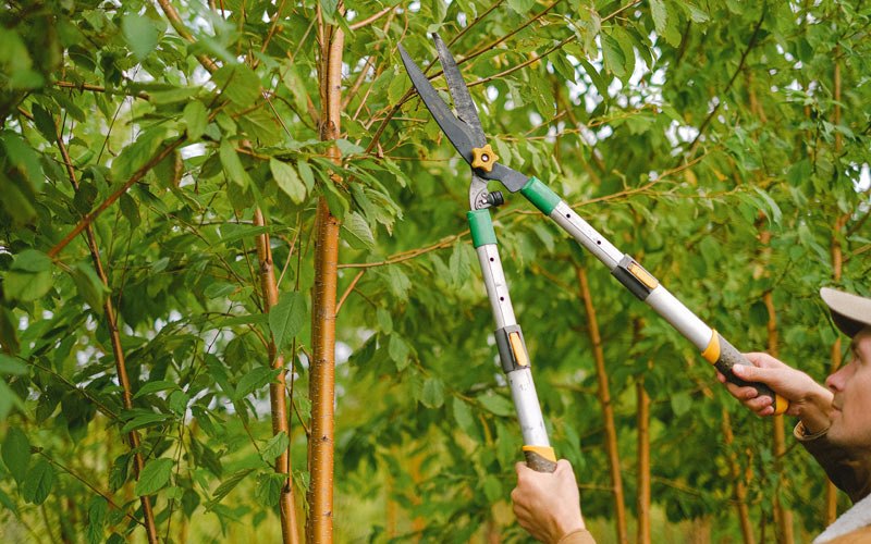 Tree trimming in Decorah, IA